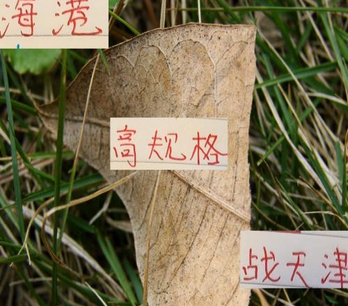 海港高规格战天津首发五外援+1归化天津也是4外援最强阵容