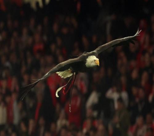 本菲卡官方:将对普雷斯蒂安尼被停赛提出上诉