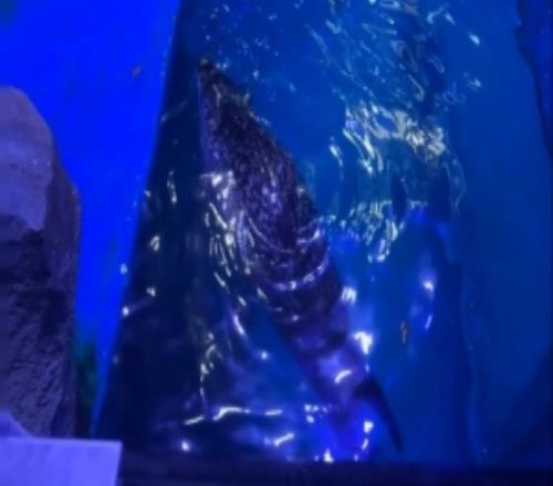 xun晒照分享生活动态：海豹