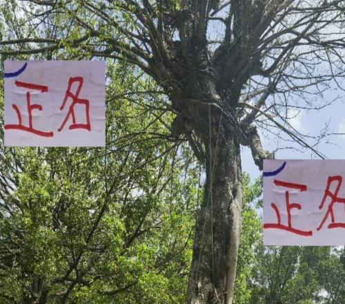 又无法为中超正名!海港三大主力因伤缺席其实可以把亚冠当冬训