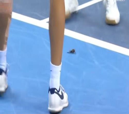 全运会赛场惊现蟑螂冲上热搜!网友质疑赛场卫生,官方辟谣:飞蛾