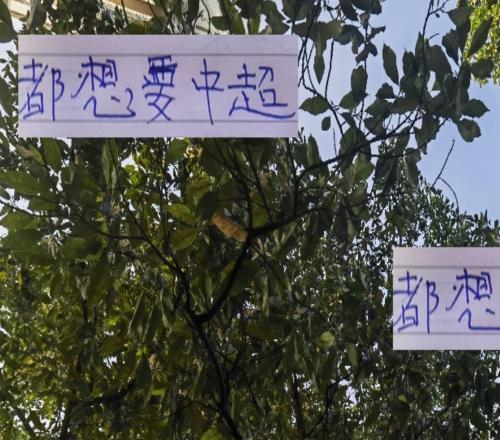 都想要中超冠軍！都留力中超！但奪冠概率最大還是成都+申花