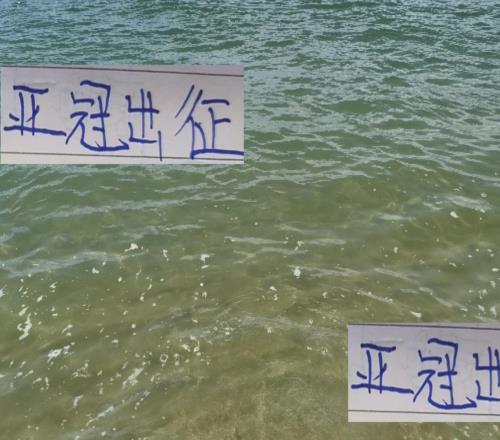 为中超增光!海港成都申花会在亚冠全主力出征吗