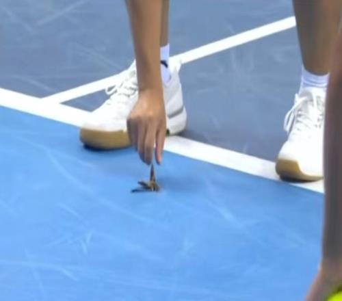 十五運(yùn)會(huì)網(wǎng)球賽場(chǎng)上出現(xiàn)的“大蟑螂”實(shí)為飛蛾！頂棚非全封閉