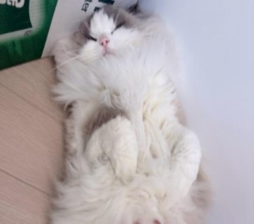 Crisp分享布偶猫照片：元宵节快乐