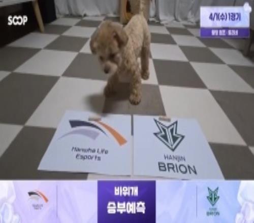 蟹哥被煮了吗！LCK赛前狗狗预测：HLE胜BROT1胜KT