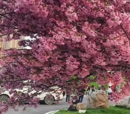 你不开花，有的是树愿意开花