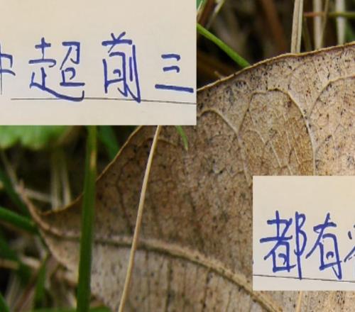最后5輪！中超前3球隊(duì)都有宿敵成都是河南海港是山東