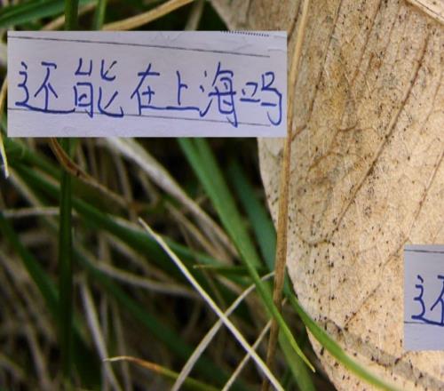 还能留上海吗今年中超冠军是海港靠谱点，还是信申花多一点