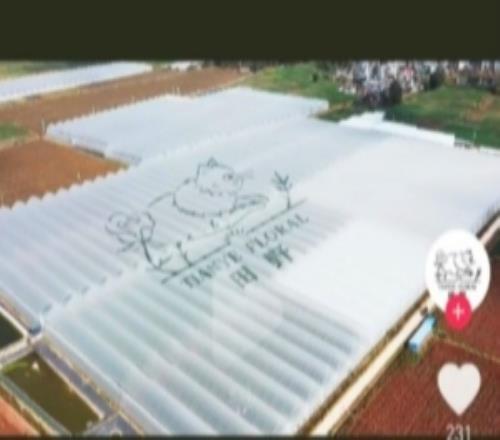 不打职业的退路抖音网友晒出Meiko投资的玫瑰花种植基地