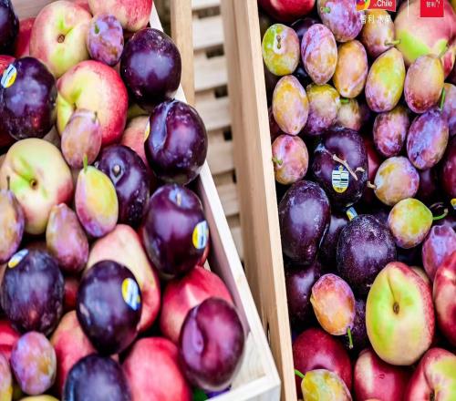 上海櫻花節女子10公裏精英賽燃動春日，智利西梅桃李領跑健康生活