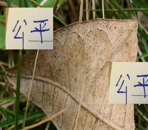 这真没想到!亚军河南没颁奖拿牌!公平竞赛奖给申花