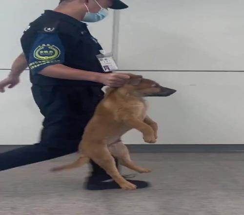 网友恶搞：门德斯本场逮捕了亚马尔