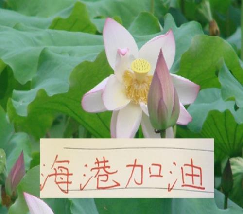 被扣分9个球队海港最有可能夺冠吗