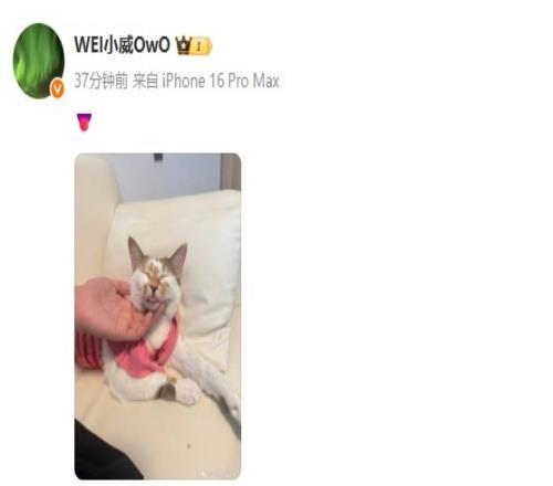 精准切入！Wei晒猫猫照片：