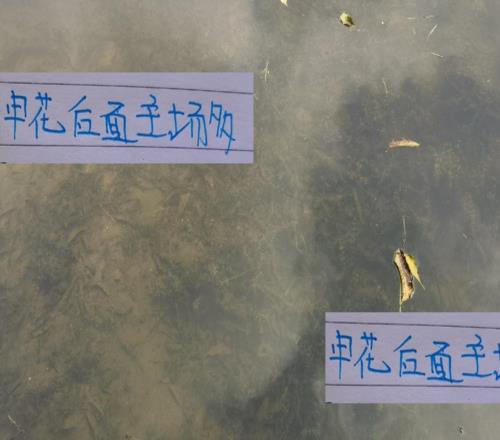 还剩下7轮！如果拼主场申花笑傲群雄就有5个夺冠能稳吗