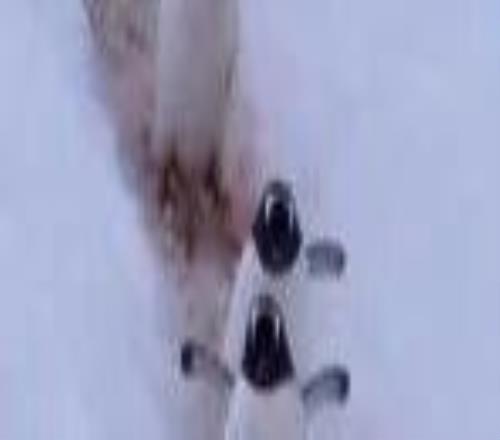 雪天怕滑倒这样走路试试