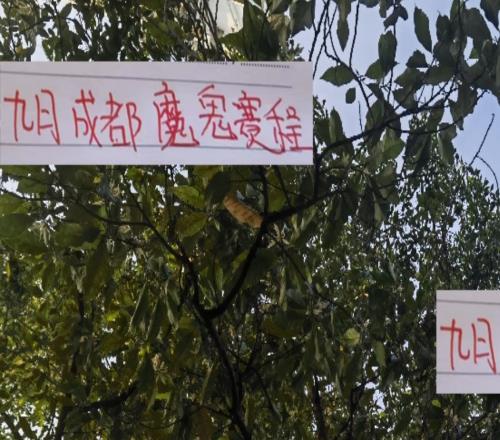 相比申花海港北京国安9月成都蓉城才是魔鬼赛程2主3客