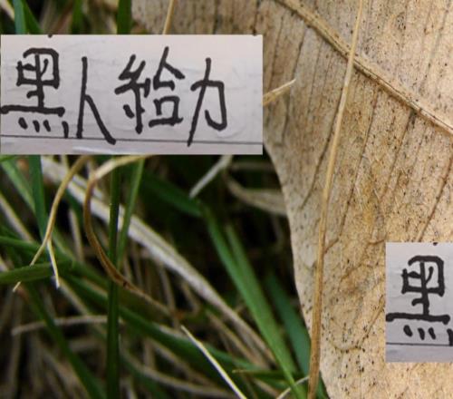 本赛季最实用黑人北京国安有发飙海港有加布里大连有马莱莱