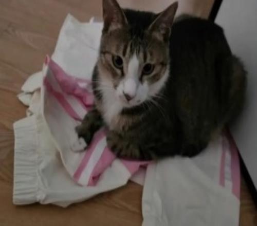 啥情况网友讨论Viper韩国社媒运营赛后发图不妥其宠物猫把BLG队服踩在脚下