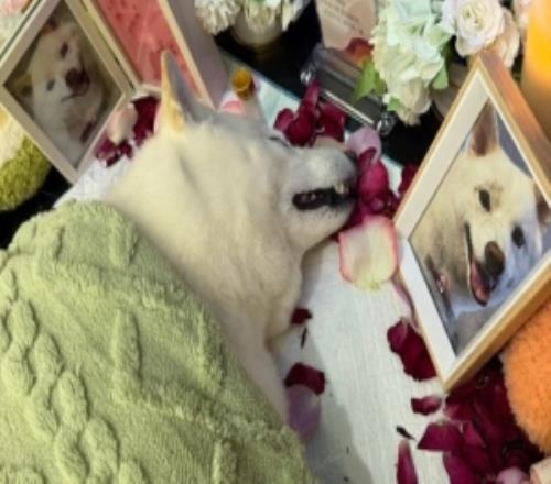 宠物狗倒了骆歆晒图：晚安斗宝下辈子一定给你买多多的零食