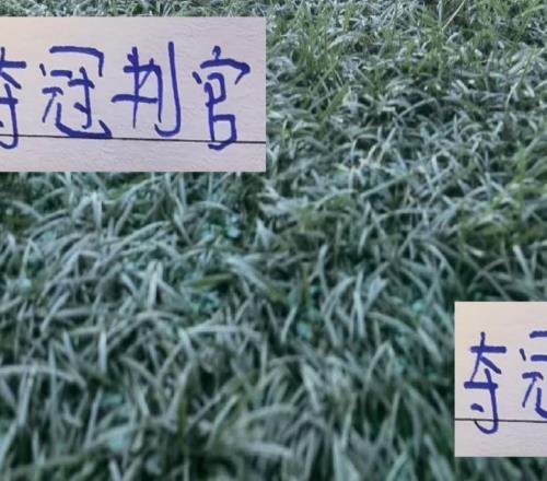 北京国安这个保级判官太水了吧倒是夺冠判官山东三巨头太神了