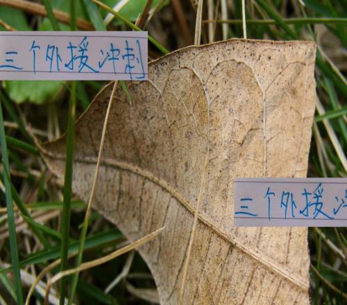 最后7场申花相当于3个外援冲刺对于海港成都北京国安是好事！