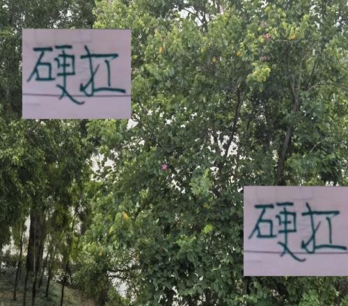 浙江下赛季硬扛申花海港这些强队还需要大动作换能打硬战外援