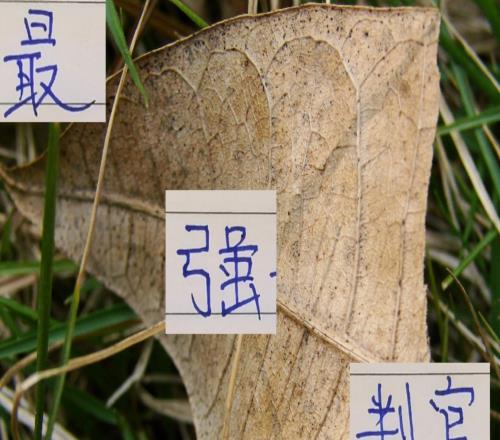 中超最强判官！浙江已经让申花成都都丢分还能让海港丢分吗