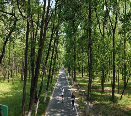 万亩林海藏“神仙赛道”，民权马拉松绘就城市新画卷