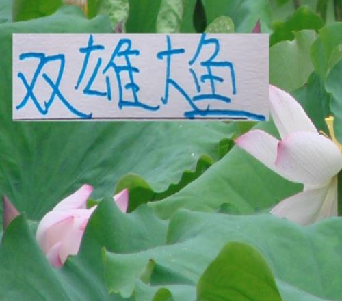 开窗11天了！申花跟海港官宣的新人刚3个但有大鱼就够了