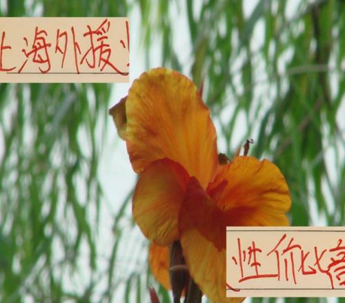 都在羡慕别人家外援香！其实申花+海港的外援已经很有性价比
