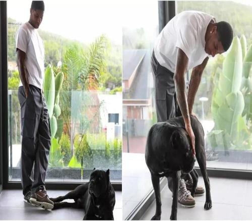 英国训犬公司：英超球员在家养一条护卫犬能降低安全风险