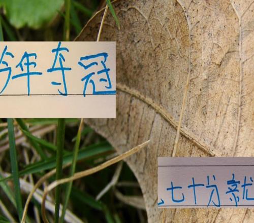 心痛去年申花一下！今年中超冠军大概70分左右就可以！甚至更低